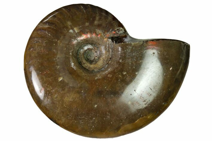 2.2" Red Flash Ammonite Fossil - Madagascar